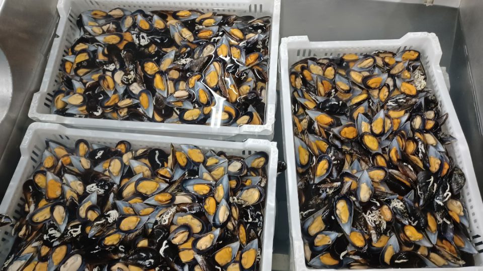 Mejillones del proyecto WASEABI | AZTI