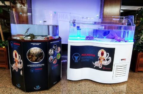 Expositor pulpo Nueva Pescanova