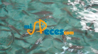 Investigadores de la Universidad de Murcia publican un trabajo sobre péptidos antimicrobianos en peces
