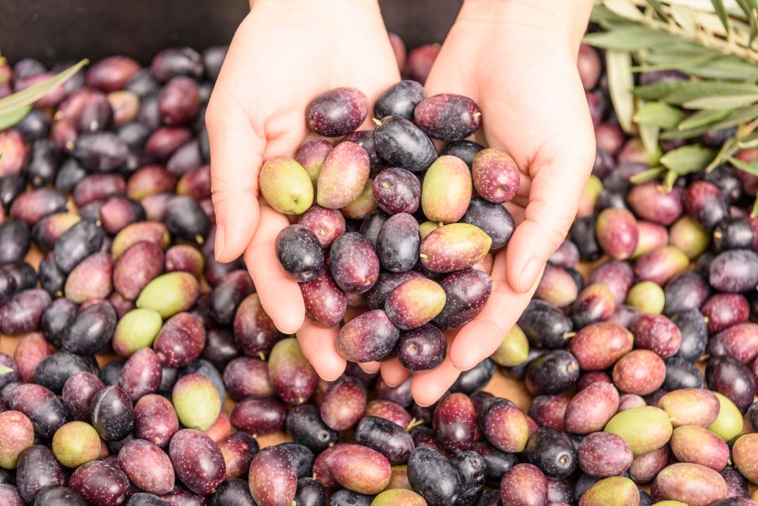 UHU presenta una solución para el reciclaje del agua de lavado de la aceituna con microalgas