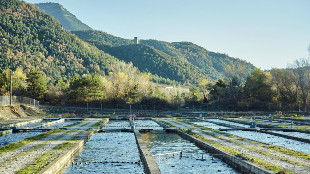 Spanish aquaculture: an €800 million sector at a crossroad