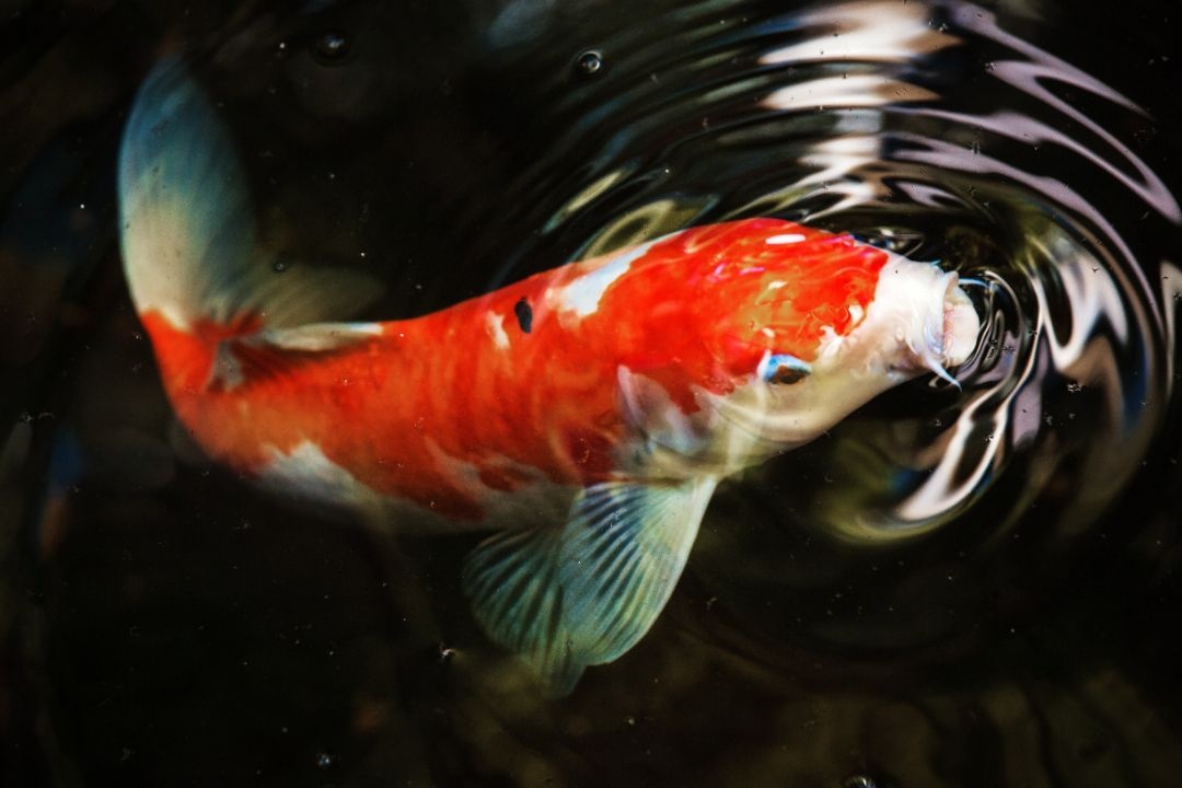 carp koi alone carp koi alone