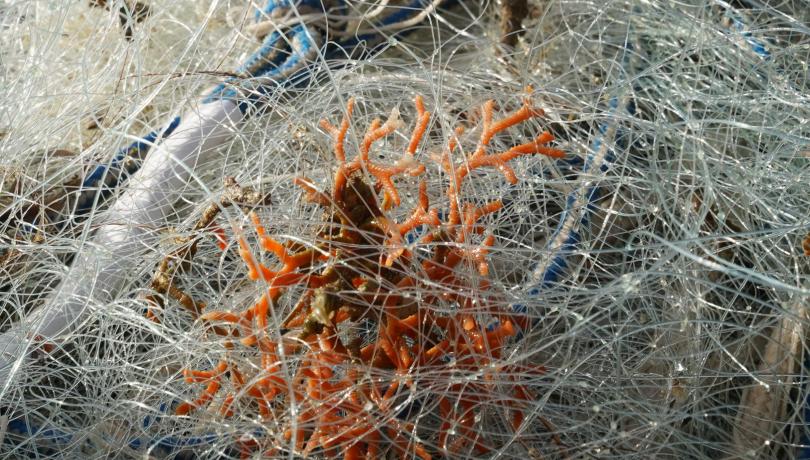 Corales en redes pesca