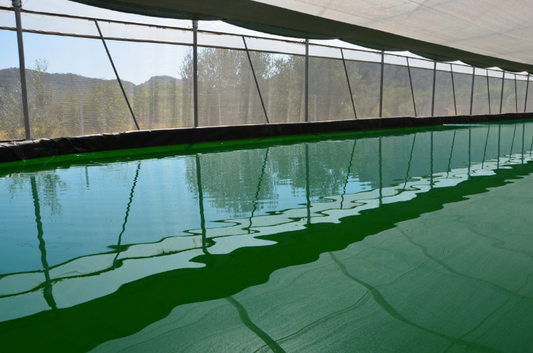 cultivo en invernadero de espirulina