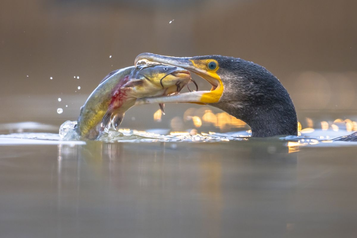 Cormorán grande - Pez Cormorán grande - Pez