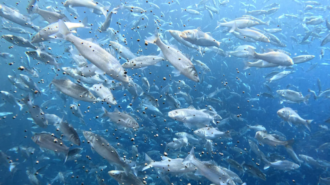 Gran Canaria Bass Company Edges Closer to Launching Its Offshore Aquaculture Project