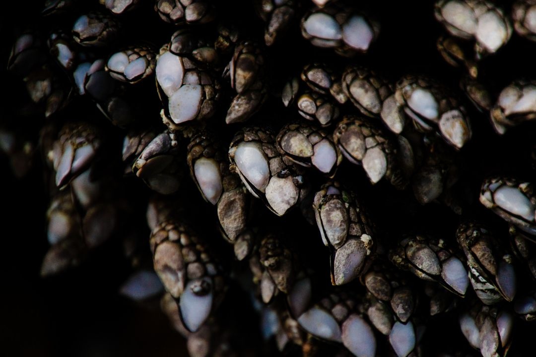 Percebes Percebes